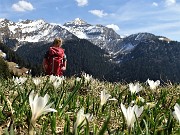 12 Crocus con vista in Siltri, Val Terzera, Monte Cavallo